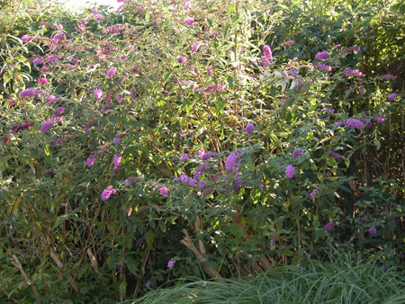 Buddleia Butterfly Bush